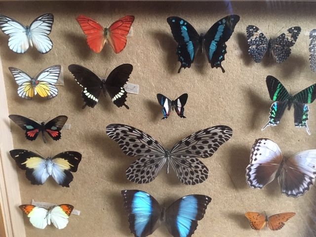 Ontruimen vlinderverzameling 